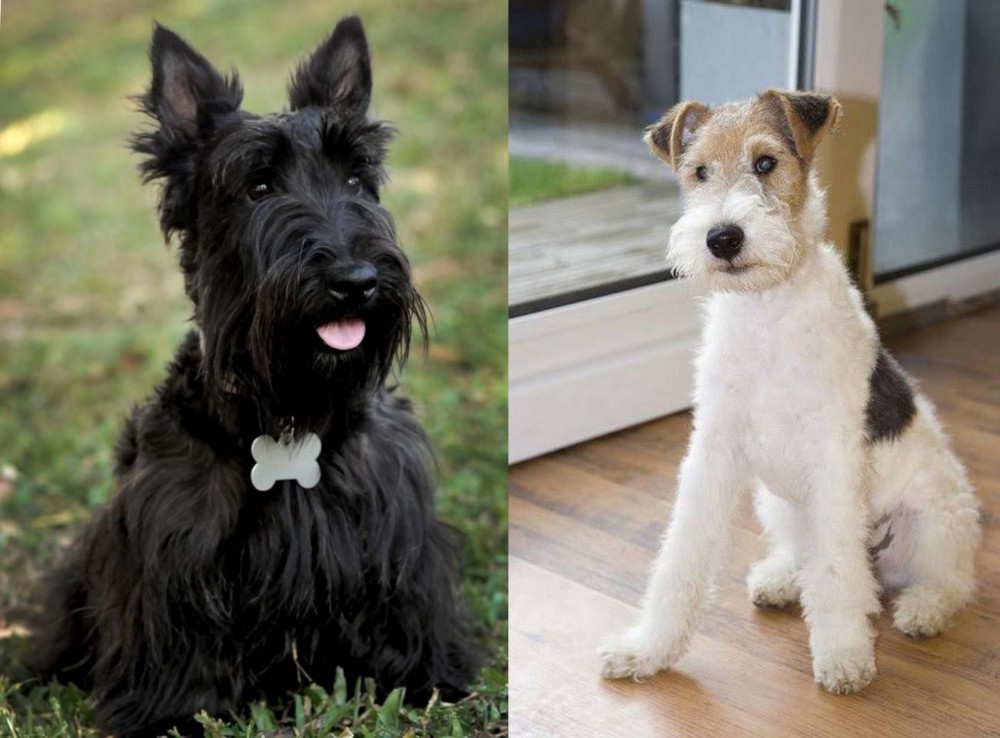 Wire Fox Terrier vs Scoland Terrier - Breed Comparison