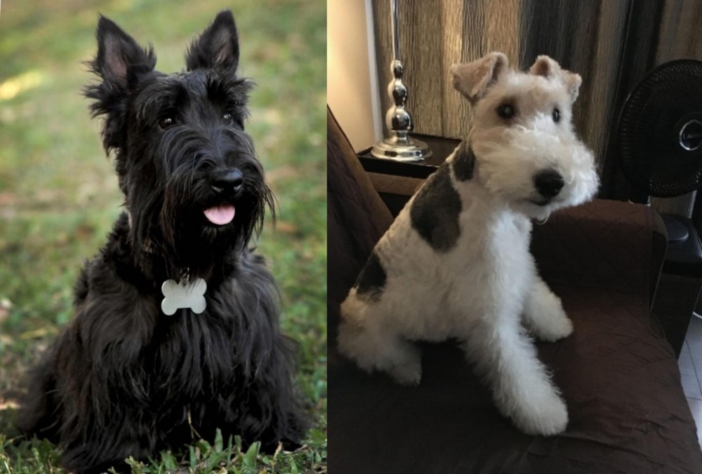 Wire Haired Fox Terrier vs Scoland Terrier - Breed Comparison