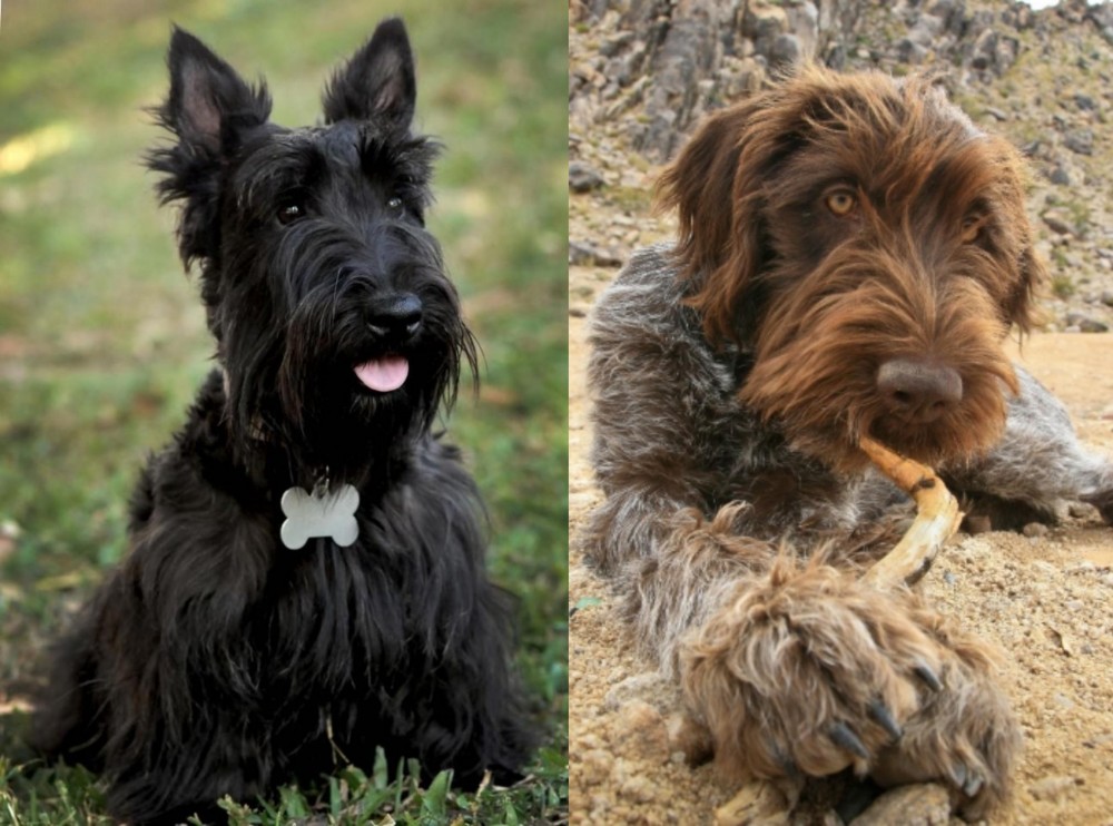 Wirehaired Pointing Griffon vs Scoland Terrier - Breed Comparison