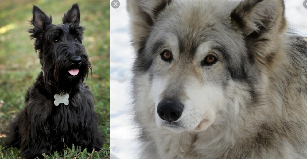 Wolfdog vs Scoland Terrier - Breed Comparison