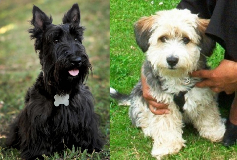 Yo-Chon vs Scoland Terrier - Breed Comparison