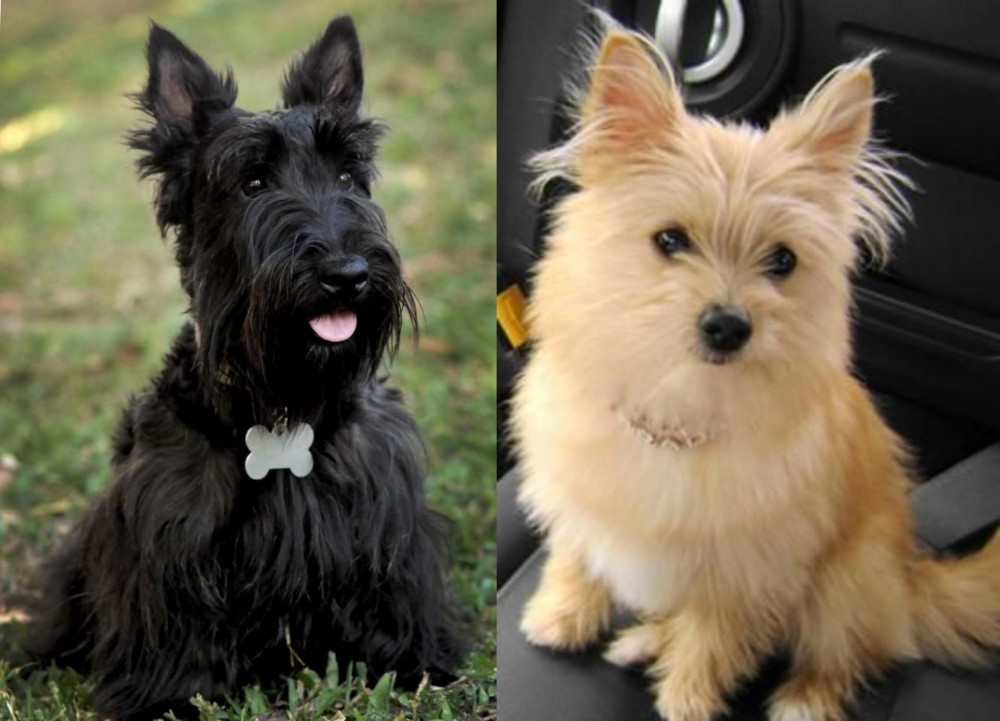 Yoranian vs Scoland Terrier - Breed Comparison
