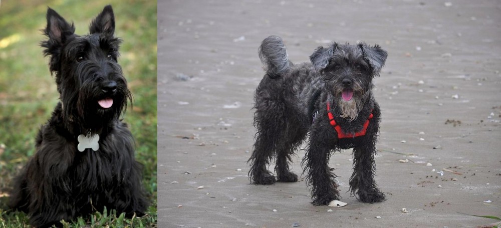 YorkiePoo vs Scoland Terrier - Breed Comparison