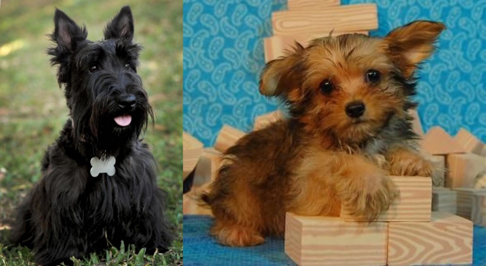 Yorkillon vs Scoland Terrier - Breed Comparison