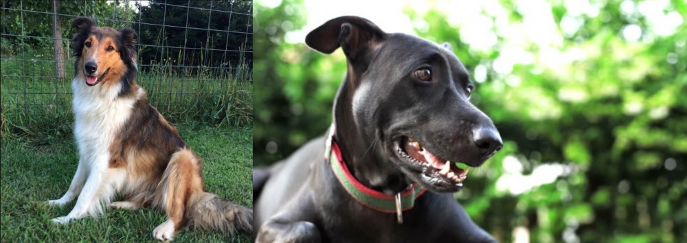 Shepard Labrador vs Scotch Collie - Breed Comparison