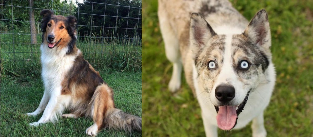 Shepherd Husky vs Scotch Collie - Breed Comparison