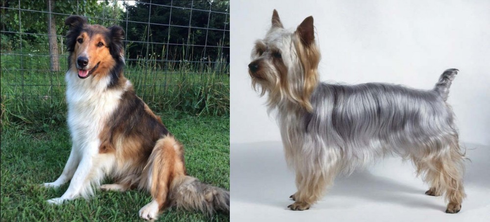Silky Terrier vs Scotch Collie - Breed Comparison