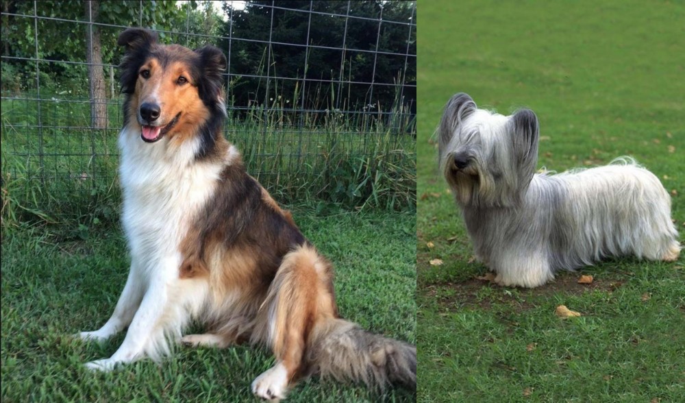 Skye Terrier vs Scotch Collie - Breed Comparison
