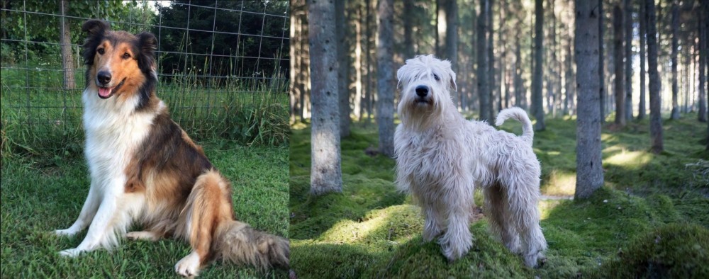 Soft-Coated Wheaten Terrier vs Scotch Collie - Breed Comparison