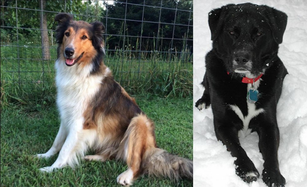 St. John's Water Dog vs Scotch Collie - Breed Comparison