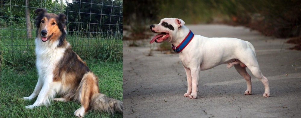Staffordshire Bull Terrier vs Scotch Collie - Breed Comparison