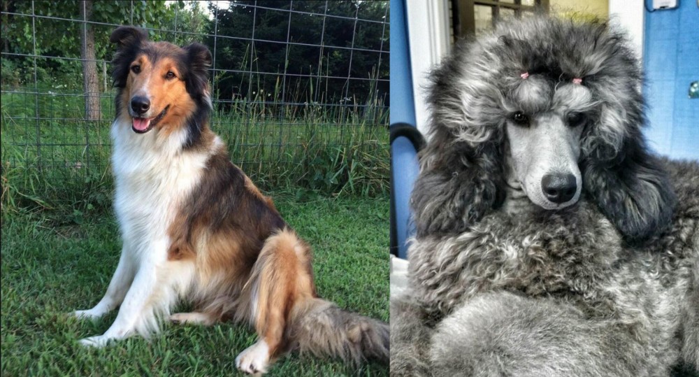 Standard Poodle vs Scotch Collie - Breed Comparison