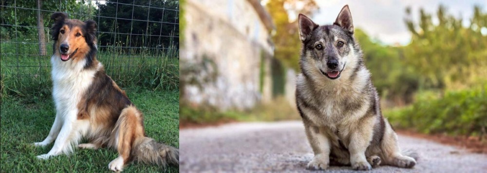 Swedish Vallhund vs Scotch Collie - Breed Comparison