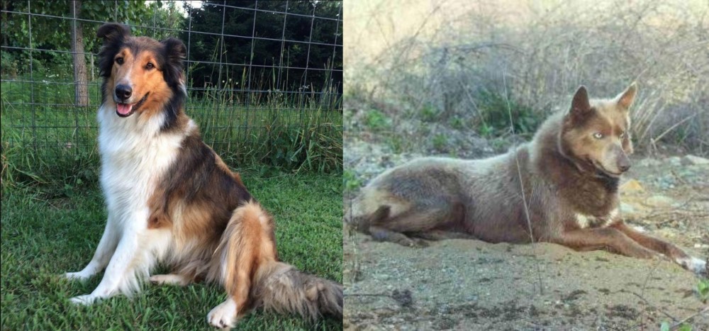 Tahltan Bear Dog vs Scotch Collie - Breed Comparison