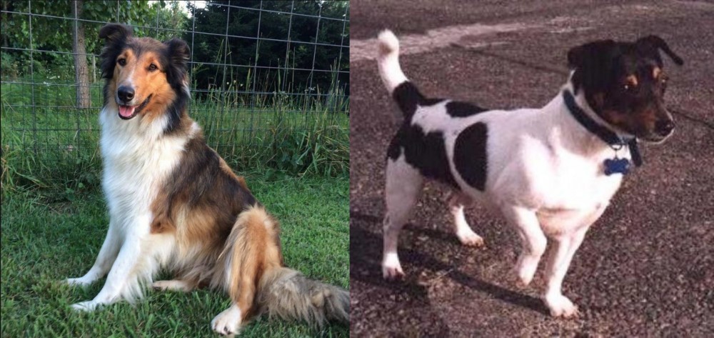 Teddy Roosevelt Terrier vs Scotch Collie - Breed Comparison