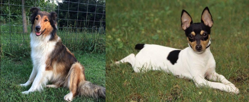 Toy Fox Terrier vs Scotch Collie - Breed Comparison