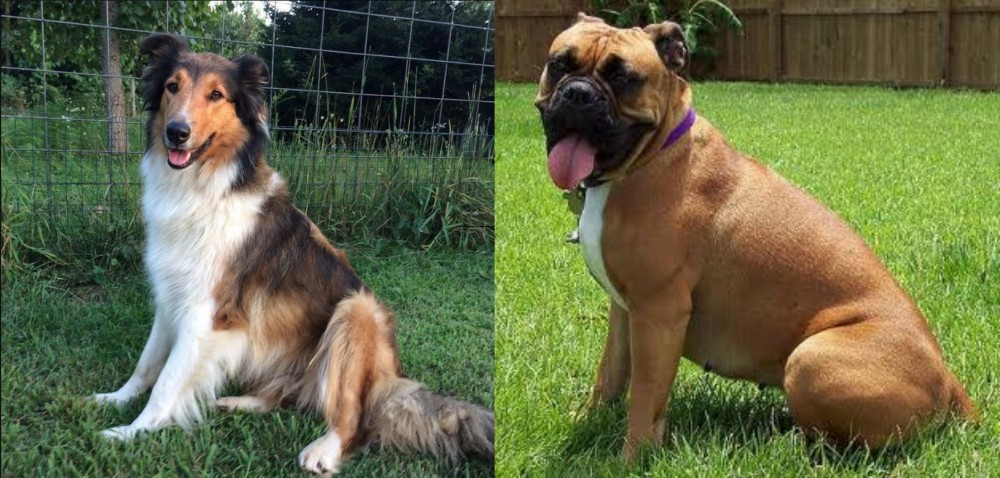 Valley Bulldog vs Scotch Collie - Breed Comparison