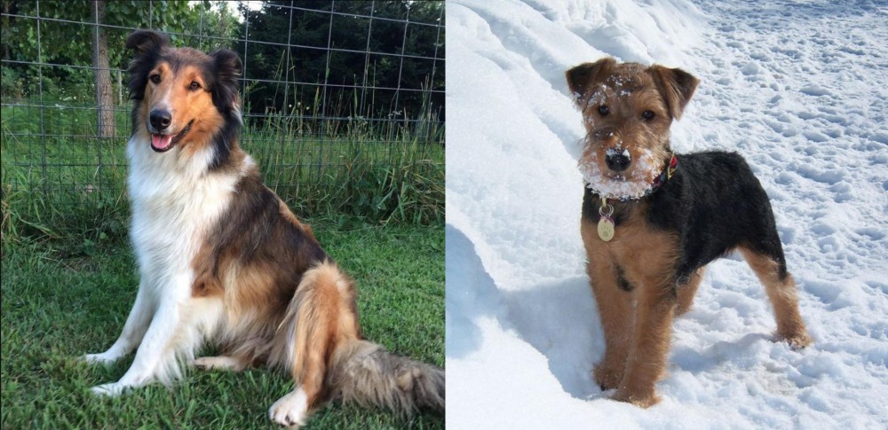 Welsh Terrier vs Scotch Collie - Breed Comparison