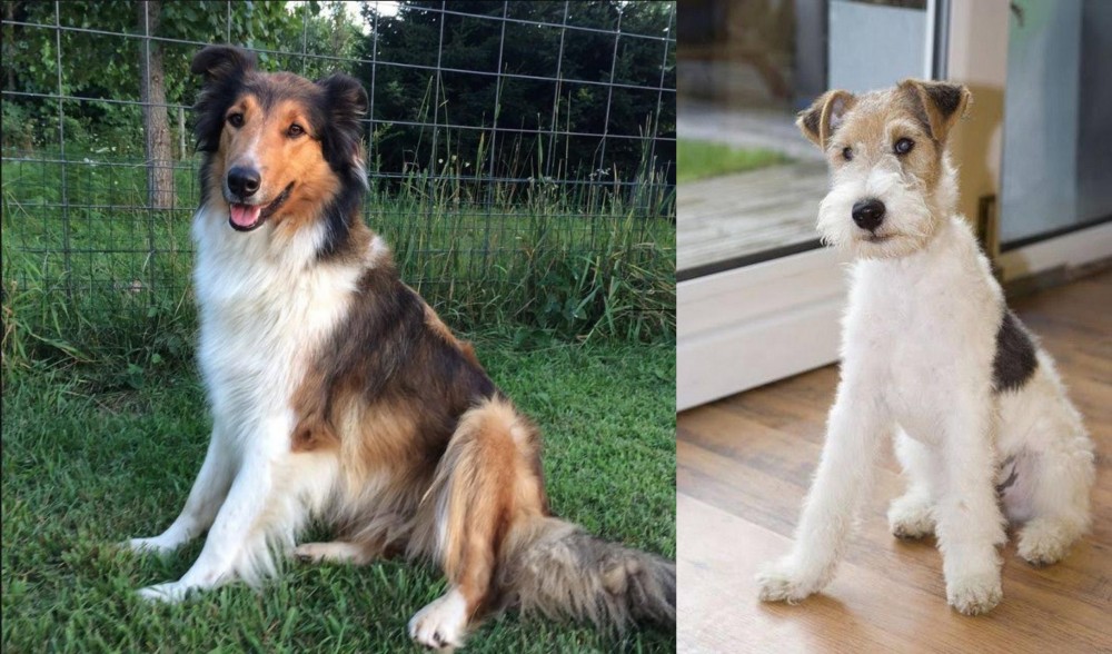 Wire Fox Terrier vs Scotch Collie - Breed Comparison