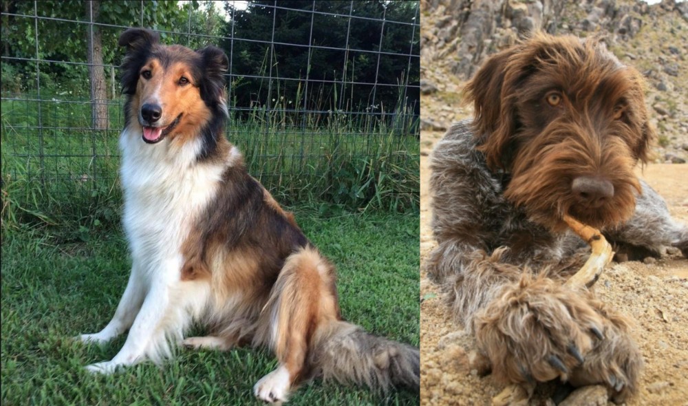 Wirehaired Pointing Griffon vs Scotch Collie - Breed Comparison