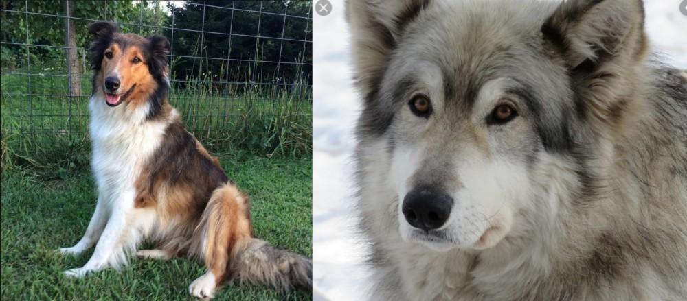 Wolfdog vs Scotch Collie - Breed Comparison