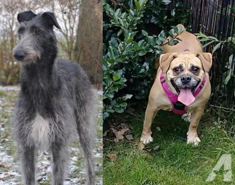 Beabull vs Scottish Deerhound - Breed Comparison