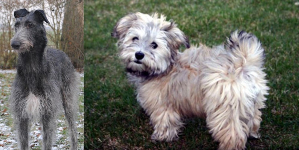Havapoo vs Scottish Deerhound - Breed Comparison
