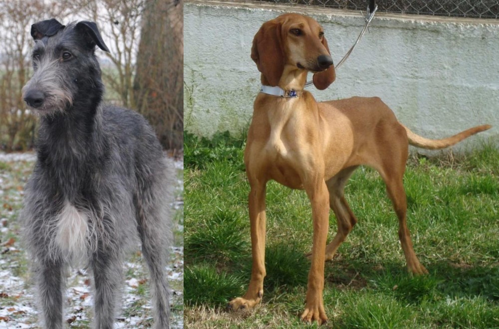 Segugio Italiano vs Scottish Deerhound - Breed Comparison