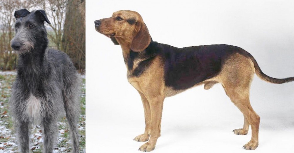 Serbian Hound vs Scottish Deerhound - Breed Comparison