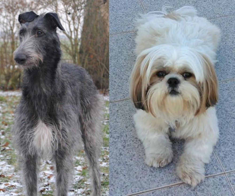 Shih Tzu vs Scottish Deerhound - Breed Comparison