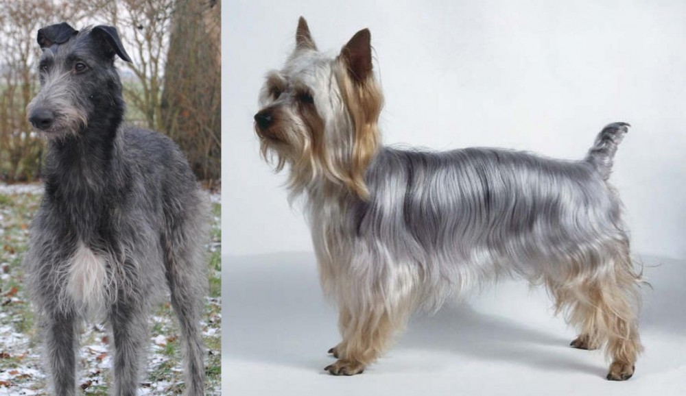 Silky Terrier vs Scottish Deerhound - Breed Comparison