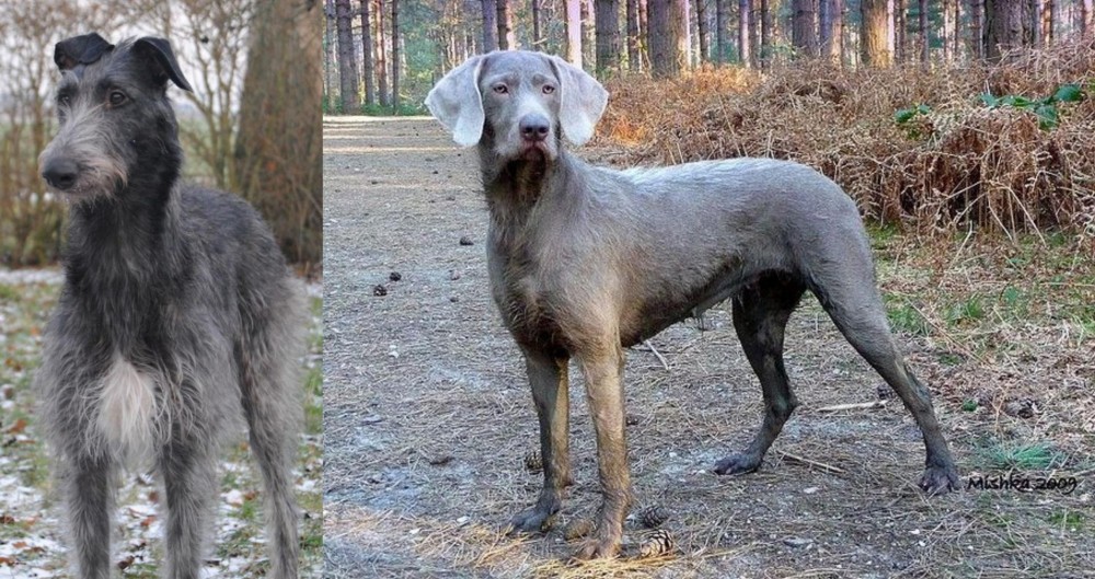 Slovensky Hrubosrsty Stavac vs Scottish Deerhound - Breed Comparison