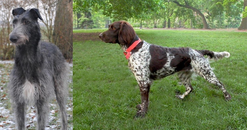 Small Munsterlander vs Scottish Deerhound - Breed Comparison