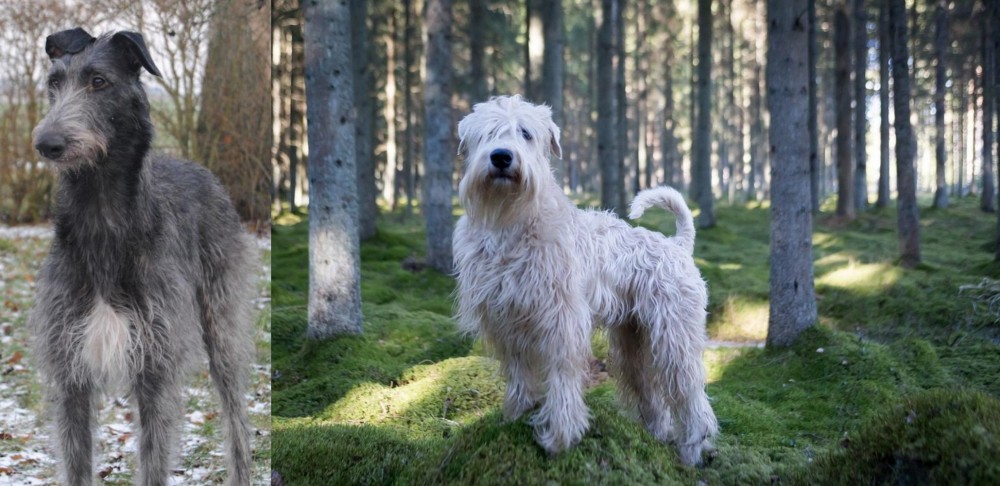 Soft-Coated Wheaten Terrier vs Scottish Deerhound - Breed Comparison