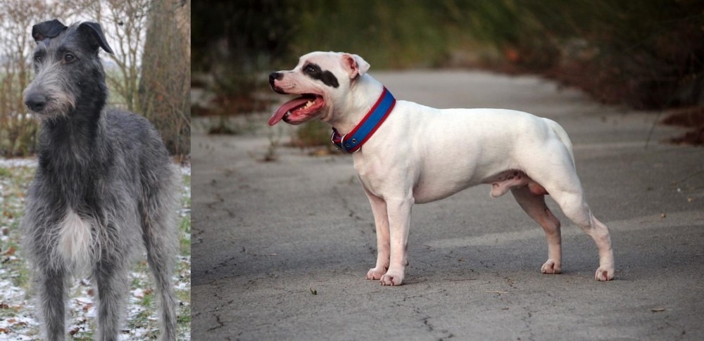 Staffordshire Bull Terrier vs Scottish Deerhound - Breed Comparison