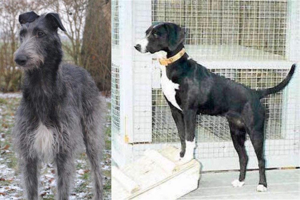 Stephens Stock vs Scottish Deerhound - Breed Comparison
