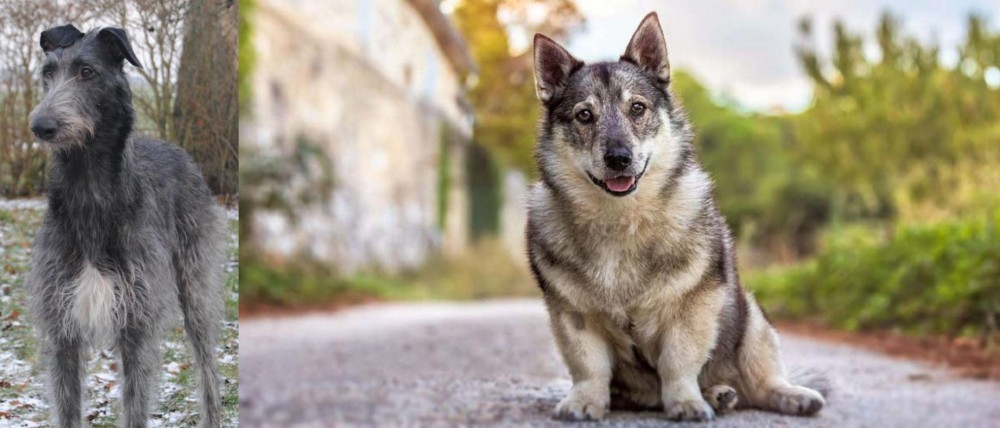 Swedish Vallhund vs Scottish Deerhound - Breed Comparison