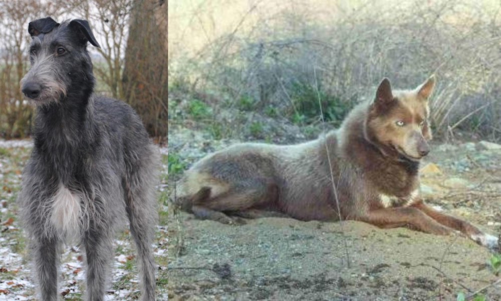 Tahltan Bear Dog vs Scottish Deerhound - Breed Comparison