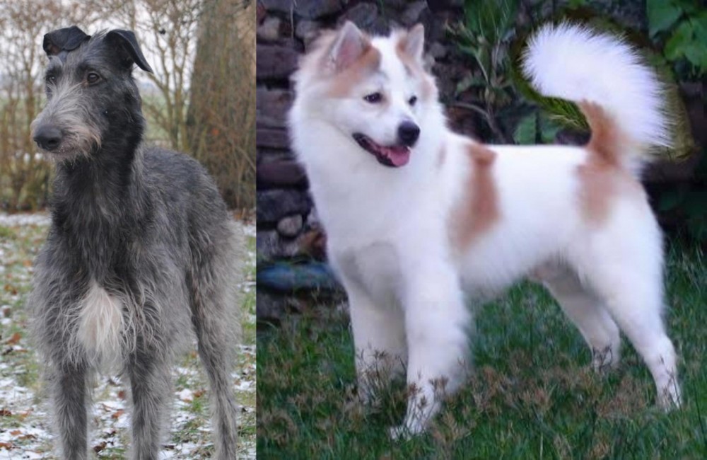 Thai Bangkaew vs Scottish Deerhound - Breed Comparison