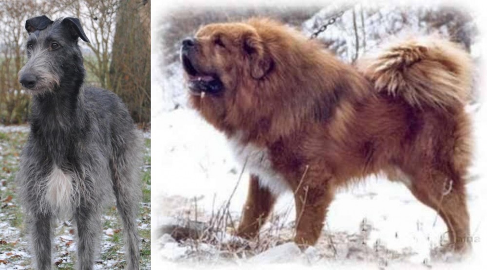 Tibetan Kyi Apso vs Scottish Deerhound - Breed Comparison