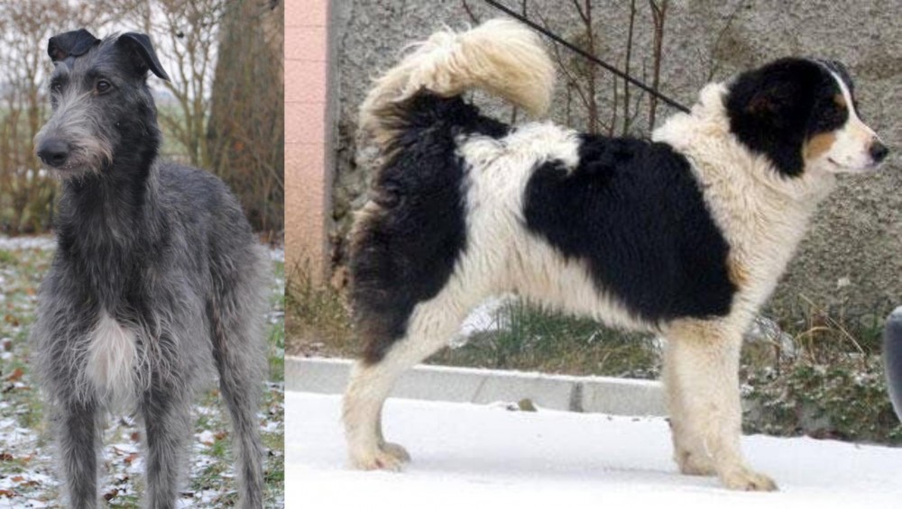 Tornjak vs Scottish Deerhound - Breed Comparison