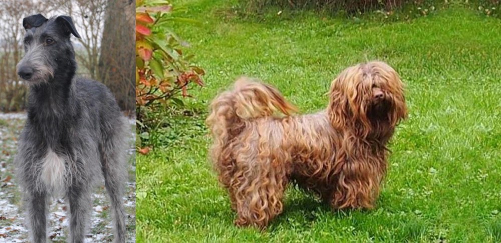 Tsvetnaya Bolonka vs Scottish Deerhound - Breed Comparison