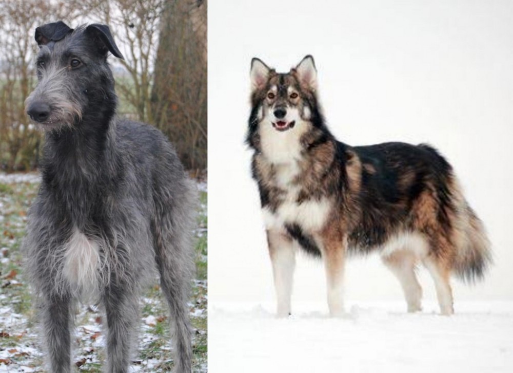 Utonagan vs Scottish Deerhound - Breed Comparison