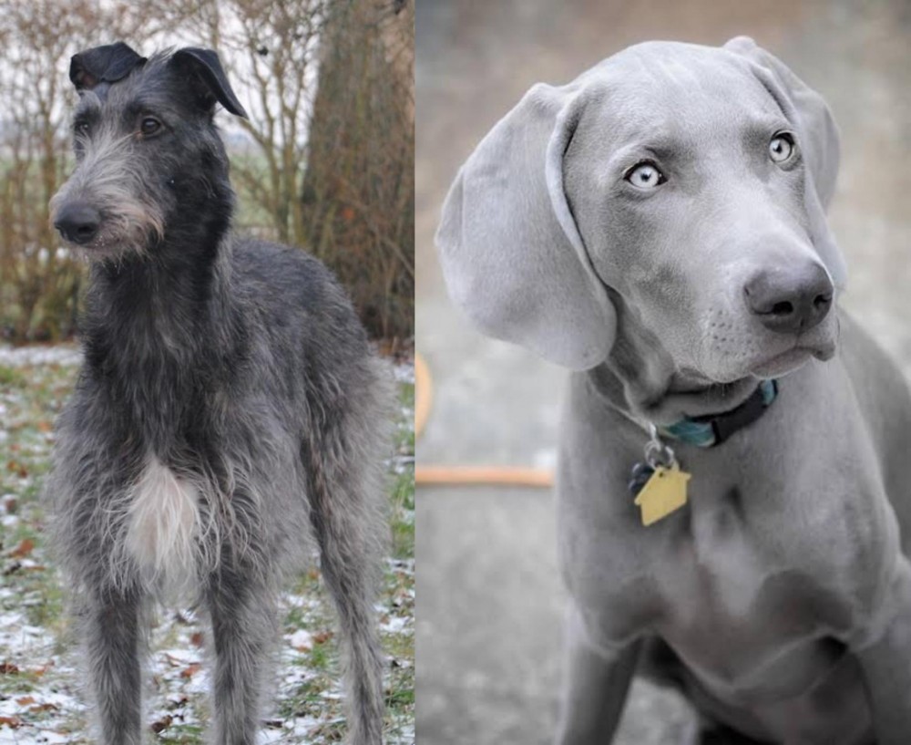 Weimaraner vs Scottish Deerhound - Breed Comparison