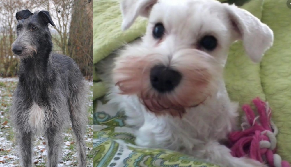 White Schnauzer vs Scottish Deerhound - Breed Comparison