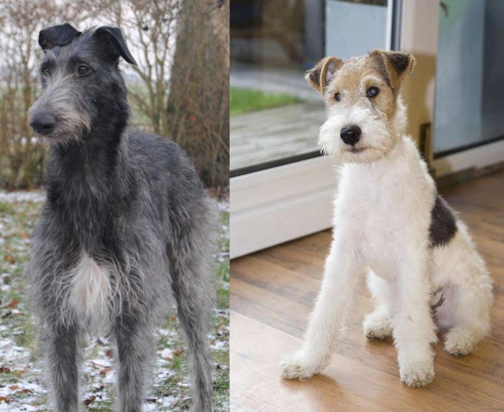 Wire Fox Terrier vs Scottish Deerhound - Breed Comparison