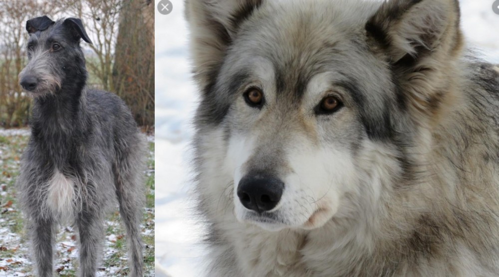 Wolfdog vs Scottish Deerhound - Breed Comparison