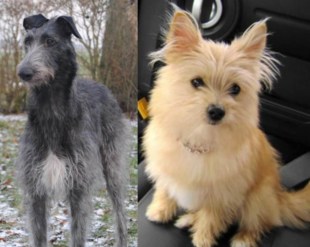 Yoranian vs Scottish Deerhound - Breed Comparison