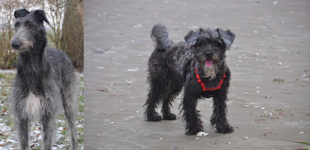 YorkiePoo vs Scottish Deerhound - Breed Comparison
