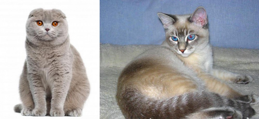 Tiger Cat vs Scottish Fold - Breed Comparison